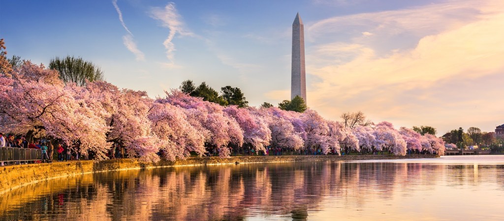 Washington DC cherry trees blooming