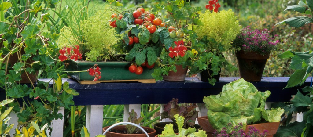home garden on balcony with vegetables red cherry tomatoes lettuce