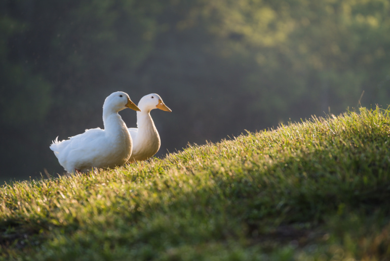 Ducks in field at Frank Liske Park in Concord, North Carolina