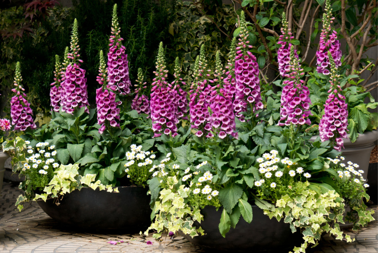 Foxglove Digitalis Flowers