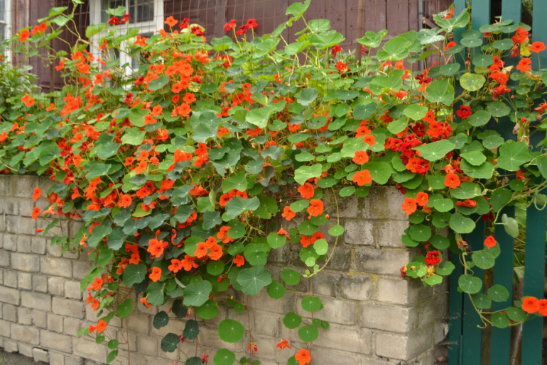 Orange flowers and green leaves of garden nasturtium (Tropaeolum majus)