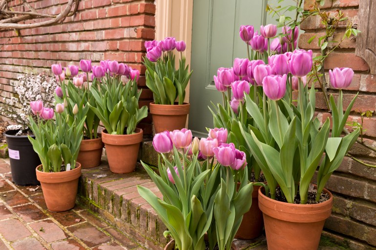 Potted Garden Spring Easter Tulips