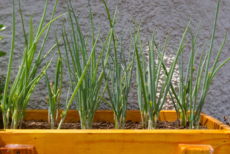 Spring onions in pot
