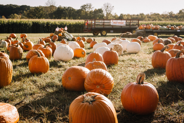 Pumpkins in a field in front of a corn maze and hay ride.