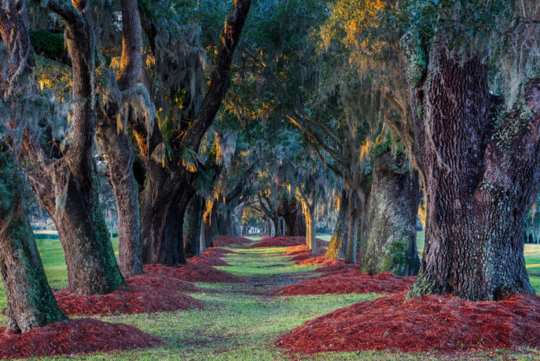 Live southern oak trees at Avenue of the Oaks near the entrance to the Lodge At Sea Island Golf Club in Saint Simons Island, Georgia