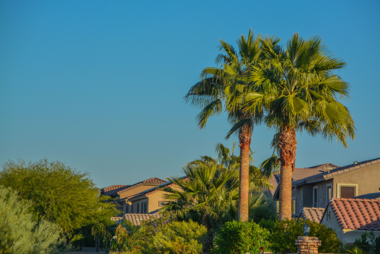 Beautiful view of the palm trees and plants in the southwest desert in Peoria, Maricopa County, Arizona