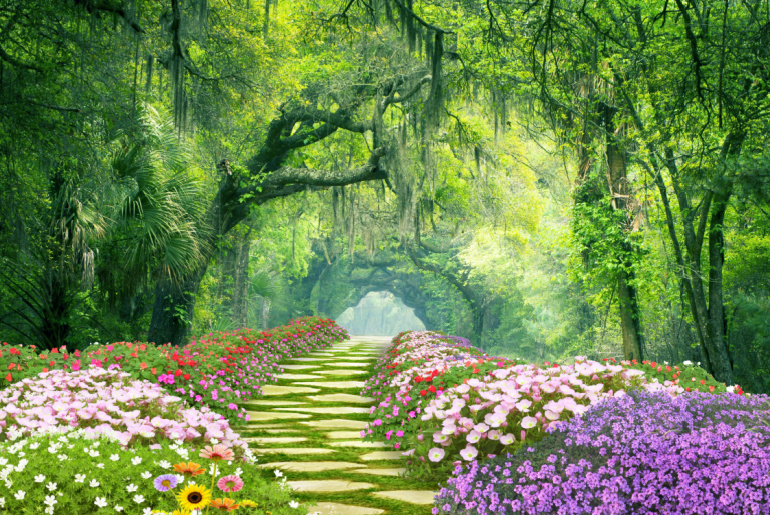 Charleston SC Dirt Road Forest Botany Bay Plantation Spanish