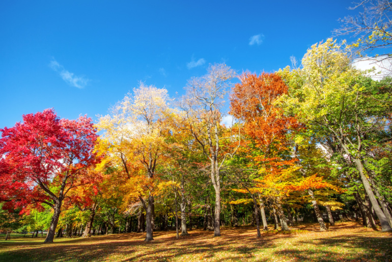 Beautiful colorful Autumn leaves in Rochester City of New York