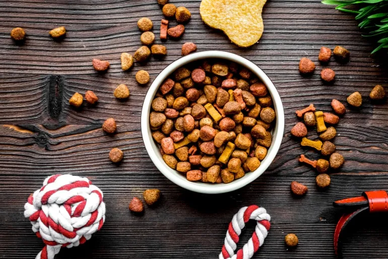 bowl with pet food