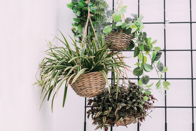 hanging houseplants in baskets
