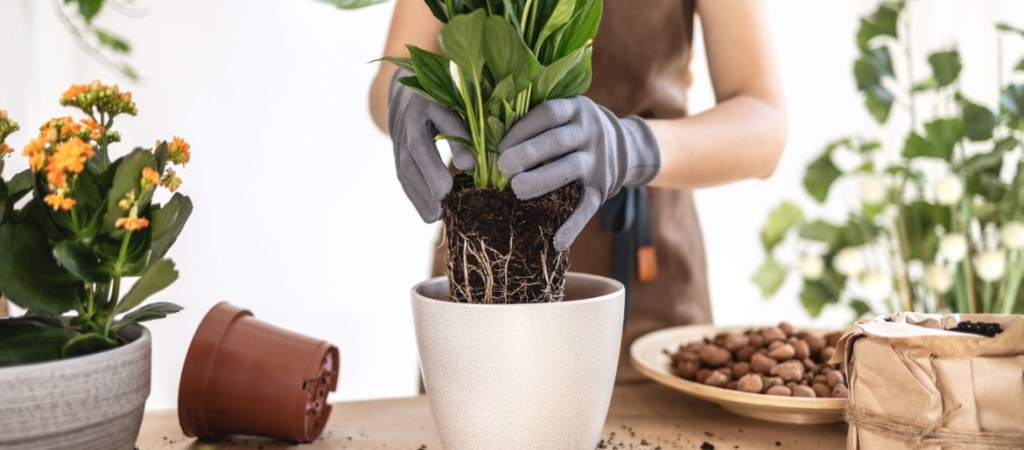 Closeup of Female gardener's hands putting white peace lily, spathiphyllum houseplant in flowerpot. Caring for home green plants indoors, repotting home garden. Gardening hobby.