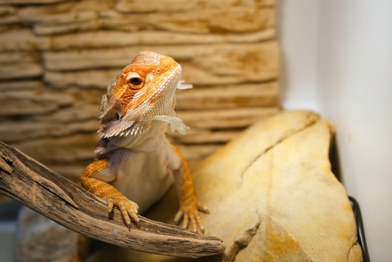 Baby of bearded agama dragon with shedding skin on head and sits on log in his terrarium. Cute exotic domestic animal, pet. The content of the lizard at home