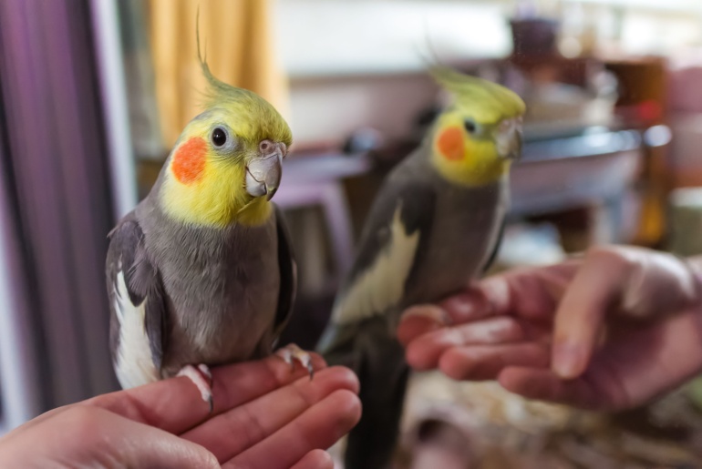 Beautiful photo of a bird. Parrot giving a funny look. Cockatiel parrot. Home pet yellow bird with beautiful feathers. Cute cockatiel. Home pet parrot. A bird with a crest. Natural color. The parrot looks in the mirror