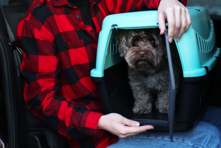 Person-with-pet-carrier-travelling-with-her-dog-by-car-closeup.-Safe-transportation