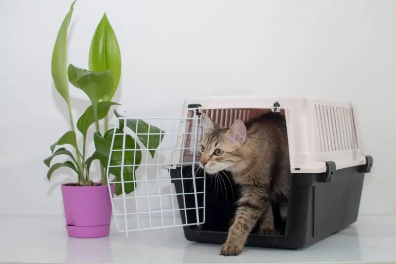 Travel carrier box for animals. A cat sitting in pet carrier. An article about transportation of animals. Cat has found new home. Moving to new house. Selective focus.