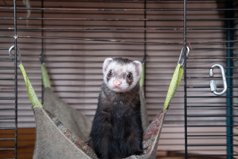 Ferret resting in his cage
