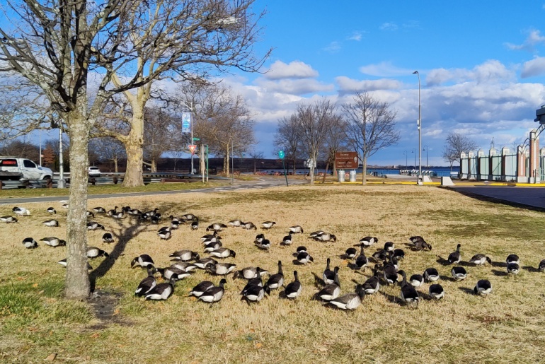 Ducks in Canarsie Park, NYC