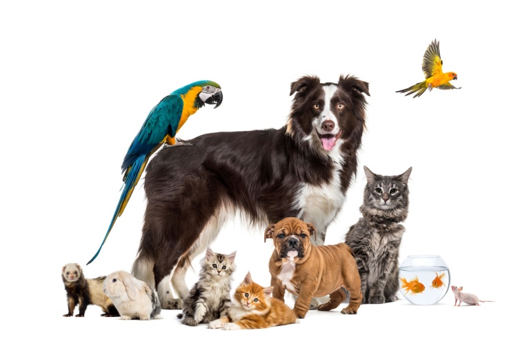 pets.
