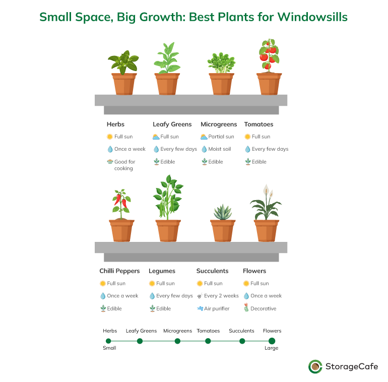 Best plants for windowsill gardening