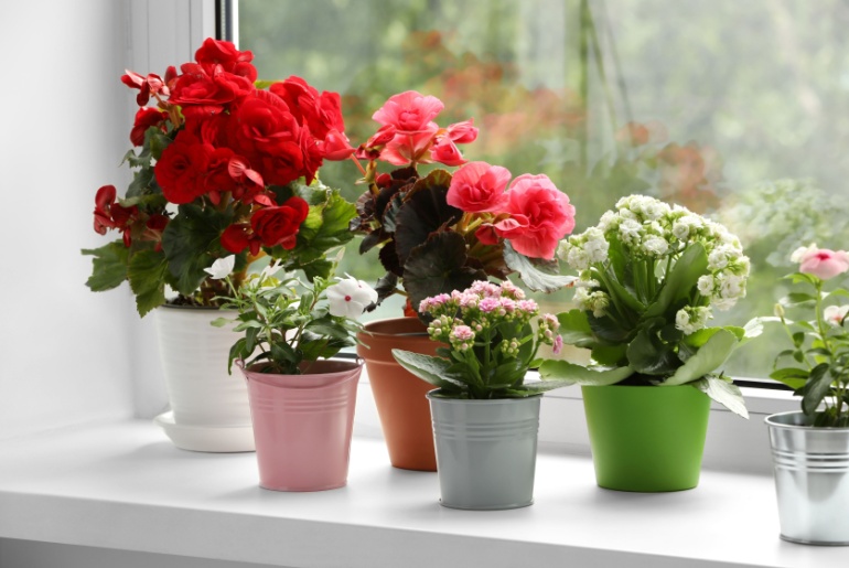 Different beautiful flowers in pots on windowsill indoors
