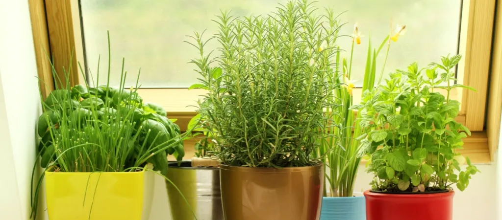 herbs growing on windowsill in a small apartment